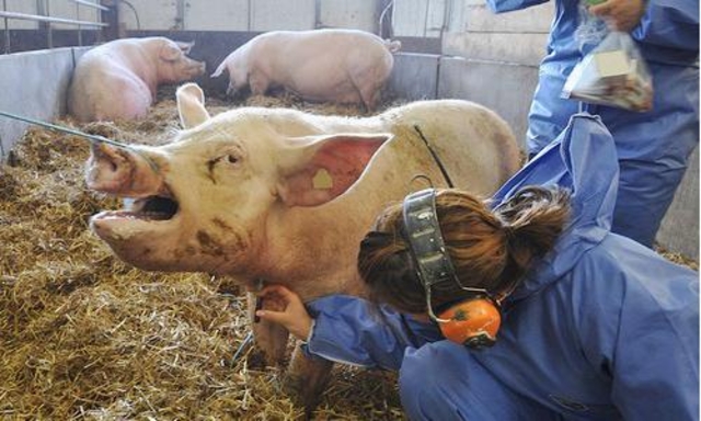 Streikefare i Mattilsynet