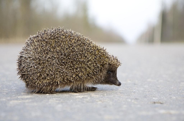 RV3 stenges for tyngre kjøretøy