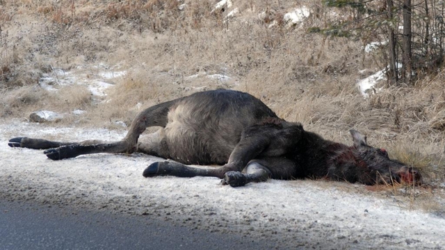 Frykter stor økning i antall viltpåkjørsler