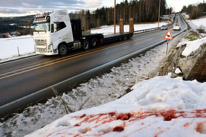 Etter en påkjørsel løper ofte det skadede viltet til skogs. Hvis stedet hvor dyret løp fra vegen blir merket med båndet, kan Viltnemda lettere spore det opp. Foto: Stein Inge Stølen