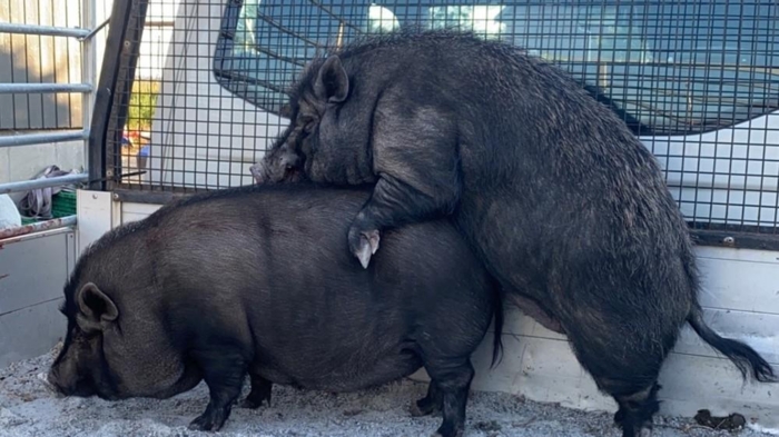 Det ble fort god stemning på lasteplanet. Foto: Eilert Auestad
