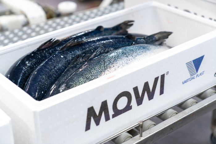 ETTERLENGTET: Laksegiganten Mowi vil på sikt frakte all laks i tette kasser. Foto: Mowi